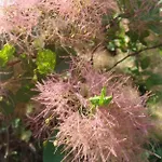 לינה וארוחת בוקר Biancavilla ברשה