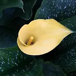 Biancavilla * ברשה