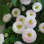 Biancavilla * ברשה