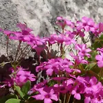 Biancavilla ברשה