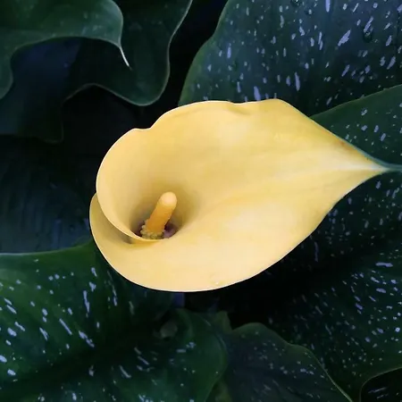 Biancavilla * Μπρέσια